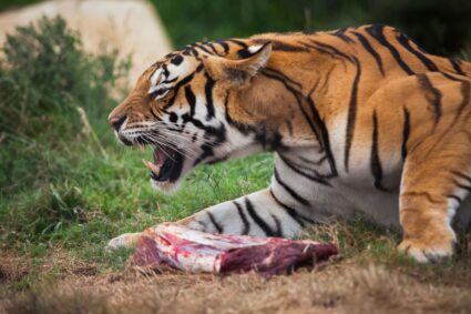 Tiger eat man: ছাগলীৰ খাদ্য আনিবলৈ যাওঁতে বাঘে খালে মানুহক…